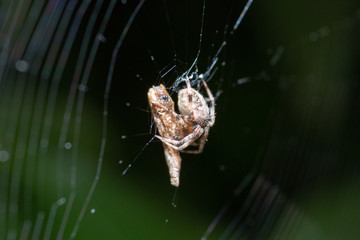 Fat Spider