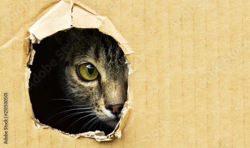 Cuadros en Lienzo cat curiously looks out from a dark hole in a cardboard box