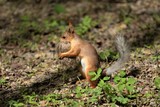 Fototapeta Paryż - squirrel in the wood close-up
