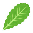 Green vegetarian lettuce leaf flat vector icon for vegetable apps and websites