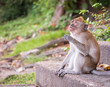 © feelartfeelant - A cute monkey lives in a natural forest of Thailand
