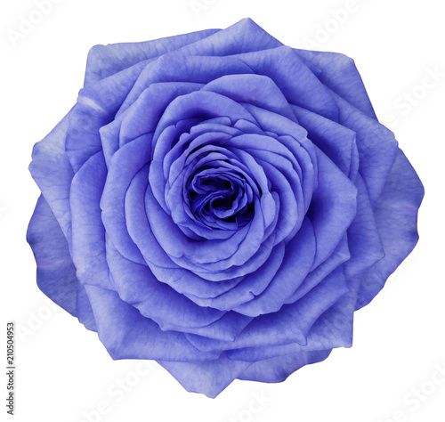 wallpapers Violet Flower No Background rose blue violet flower on white