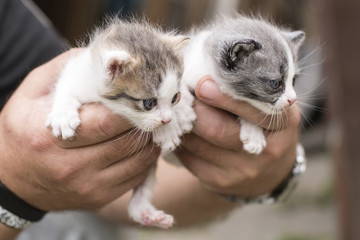 Two kittens in male hands.