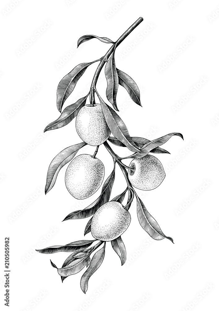 Olives branch illustration black and white vintage clip art isolate on white background