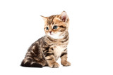 Fototapeta Koty - British short hair kitten.