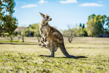 Kangaroo With Joey In Pouch In Country Australia - Capturing The Natural Australian Kangaroos Marsupial Wildlife.