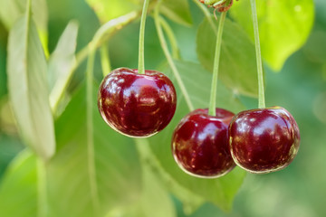 Wall Mural - ripe cherries on the tree