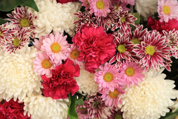 Wall Mural - Colorful flowers arranged as a natural background image with white and pink blossoms.