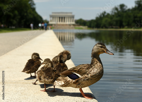 Fotografia Ducks near the pool and Lincoln memorialin in Washington, DC.