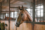 Fototapeta Konie - Beautiful horses, animals, pasture, stables, horseback riding