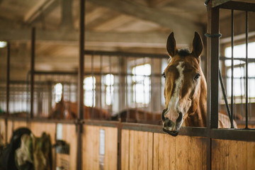 Wall Mural - Beautiful horses, animals, pasture, stables, horseback riding