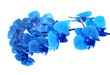 beautiful blue Orchid without background, bright blue Orchid flowers on a white background.