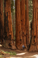 Poster - Man in Sequoia national park in California, USA