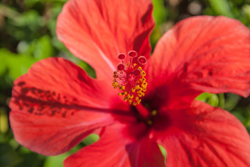 detail of hibiscus flower, Hibiscus