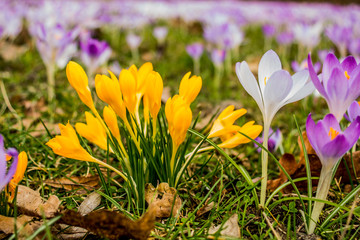 Wall Mural - Crocus, plural crocuses or croci is a genus of flowering plants in the iris family. A single crocus, a bunch of crocuses, a meadow, close-up