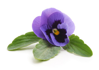 Sticker - Violet with leaves.