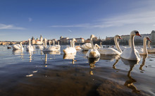 Swans. The Vltava River, Prague.