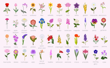 your garden guide. top 50 most popular flowers infographic