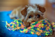 Puppy with colored piece of cloth