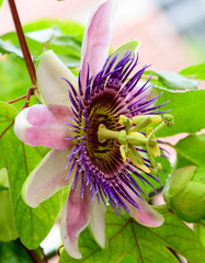Wall Mural - Summer beauty on the balcony: Violett and white Passiflora Kaiserin Eugenie, x belotii :)