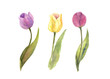Three single tulip on white background, watercolor illustrator, hand painted