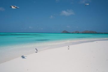 Wall Mural - white sand beach 