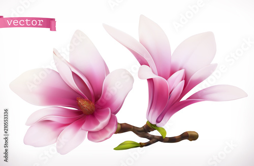 Cuadros en Lienzo Magnolia. 3d realistic vector icon