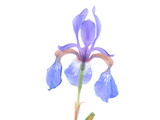 Fototapeta Lawenda - blue iris on white background
