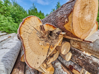 Wall Mural - felled forest by the road