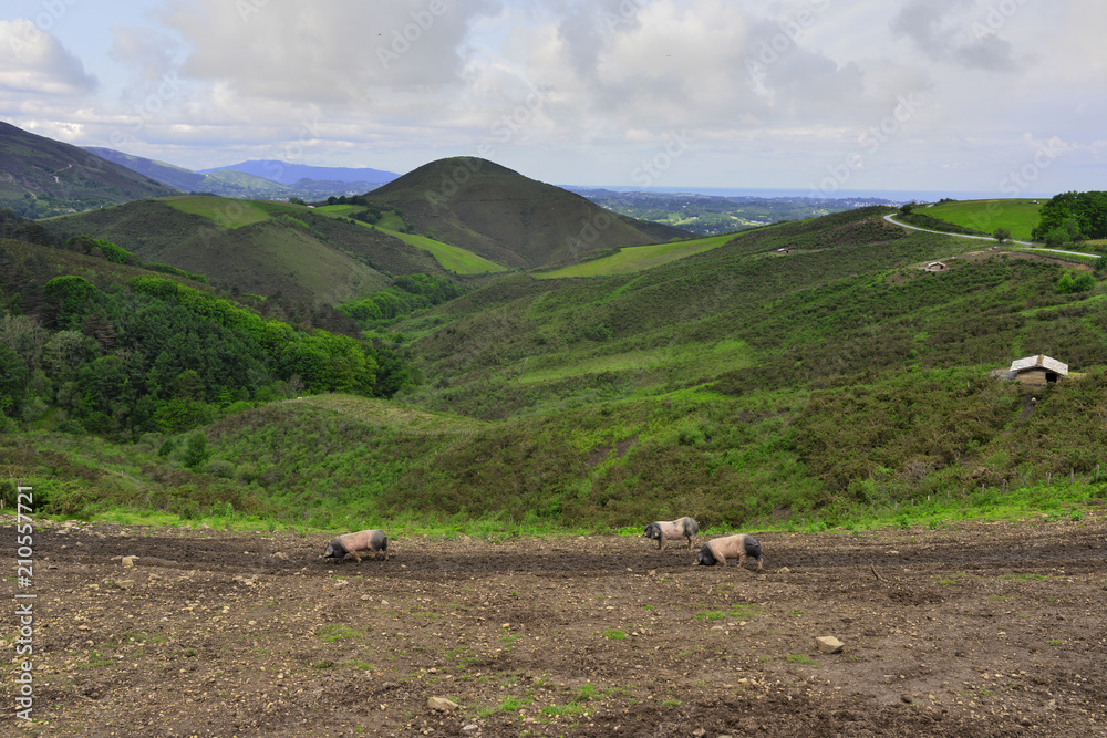 Cochons Basques au cœur des Pyrénées Atlantiques, département des Pyrénées-Atlantiques en région Nouvelle-Aquitaine, France	