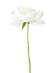 Canvas Print - White peony isolated on white background.