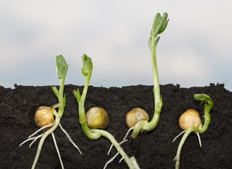 Wall Mural - Pea seedlings side cut