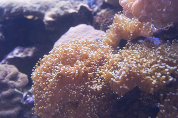 Clown Fish (Amphiprion ocellaris) swimming in sea anemones in aquarium