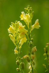 Wall Mural - yellow flower in a garden on summer day