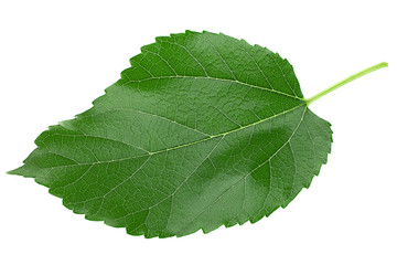 Wall Mural - Mulberry leaf isolated