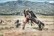 Challenging life of wild horses in America while mustangs fight for rights