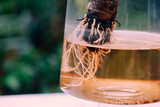 Close-up of tree roots soaked underwater in see-through glass vest in green forest scene background.