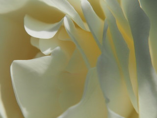 Close-up of a white rose Bud. White flower petals.