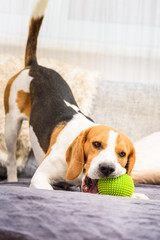 Beagle dog with a green ball on a couch