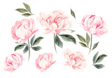 Beautiful Watercolor set with peony flowers. 