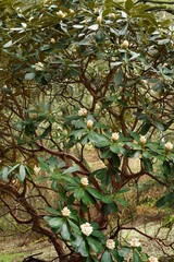 Flower tree