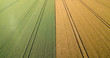 Close up drone view of a wheat field with tractor trails