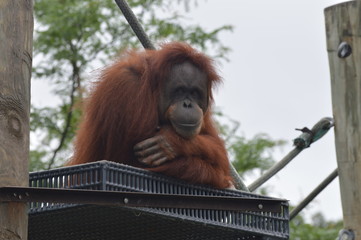 Wall Mural - Orangutan in the outdoors