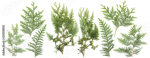 Fotomural fresh green isolated conifer leaves on white, can be used as template for decora