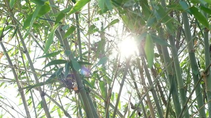 Wall Mural - video 4k footage of sun shining through green leaves bamboo blowing in breeze on summer.