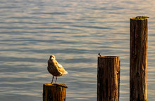 Segull On  A Post In A Harbor