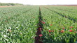 Fioritura dei tulipani nella campagna Olandese
