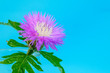 Floral soft tender background from blue fresh cornflower macro image