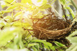 Empty bird nest in garden.Nest made from dry grass.