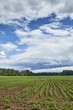 Field in a countryside on a sunny summer day with clouds in the sky